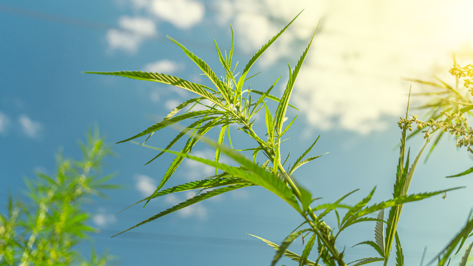 A Temporary Reprieve for Hemp-THC Products… But what now? | Cannabis & the Law