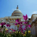 US Hemp Industry Wins a Stay of Execution as Senate Delays Ban Until December