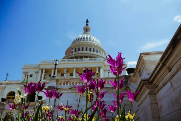 US Hemp Industry Wins a Stay of Execution as Senate Delays Ban Until December