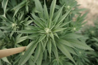 New push to put cannabis on Florida’s ballot (Newsletter: October 5, 2026)