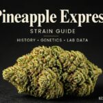 Pineapple Express Strain Guide Compares Conflicting Lineage Records and Historical Lab Data | Nation/World