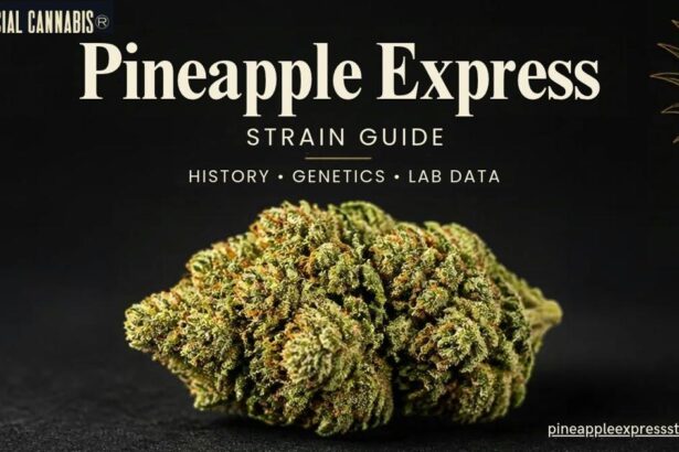 Pineapple Express Strain Guide Compares Conflicting Lineage Records and Historical Lab Data | Nation/World
