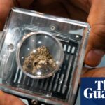 Medical cannabis shows potential to fight cancer, largest-ever study finds | US healthcare