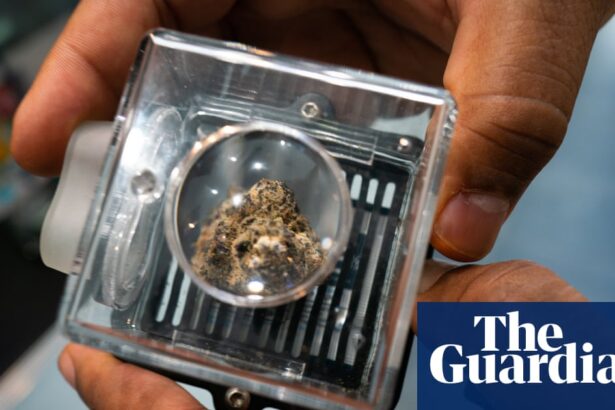Medical cannabis shows potential to fight cancer, largest-ever study finds | US healthcare