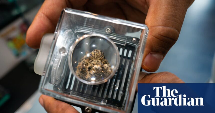 Medical cannabis shows potential to fight cancer, largest-ever study finds | US healthcare
