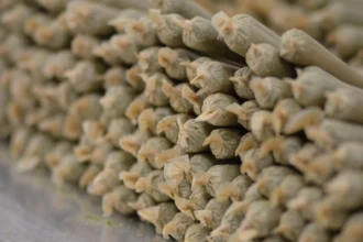 Pre-rolls overtake flower as top-selling cannabis product in the US