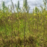 Zimbabwe seeks commercial footing for hemp industry