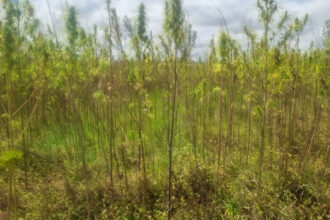 Zimbabwe seeks commercial footing for hemp industry