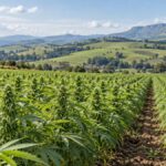 500 Hemp Permits Issued Across KZN as Province Grows Industry