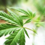 Can Aurora’s Bigger Bid Spark A Curaleaf (TSX:CURA) Rally?