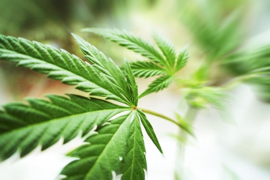 Can Aurora’s Bigger Bid Spark A Curaleaf (TSX:CURA) Rally?