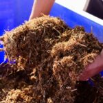 Texas hemp farmers worried about proposed THC ban