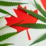 Canada’s legal cannabis system has access problem