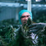 Trump’s Marijuana Order Is Stuck at the DEA. Here’s What That Means for Canopy Growth.