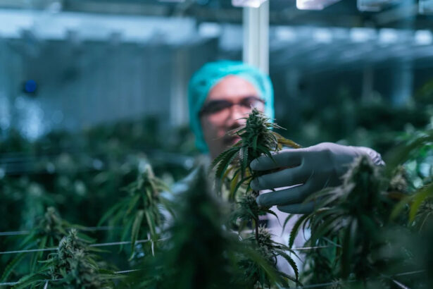 Trump’s Marijuana Order Is Stuck at the DEA. Here’s What That Means for Canopy Growth.