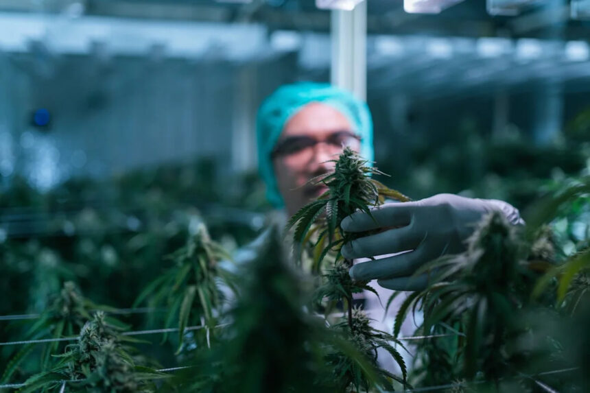 Trump’s Marijuana Order Is Stuck at the DEA. Here’s What That Means for Canopy Growth.