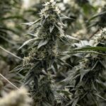 Montana chose cannabis regulation. Congress should learn from us