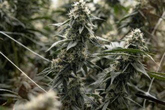 Montana chose cannabis regulation. Congress should learn from us