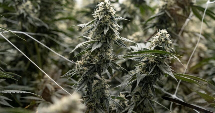 Montana chose cannabis regulation. Congress should learn from us