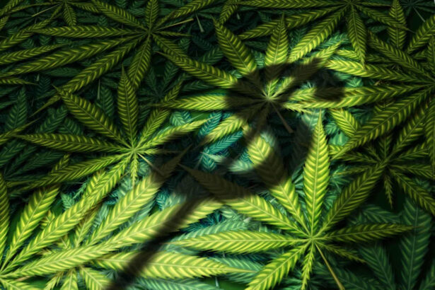 This Cannabis Stock Jumped 12% in a Day: The Math Says Be Careful