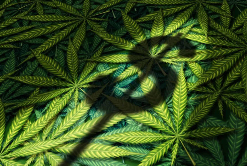 This Cannabis Stock Jumped 12% in a Day: The Math Says Be Careful
